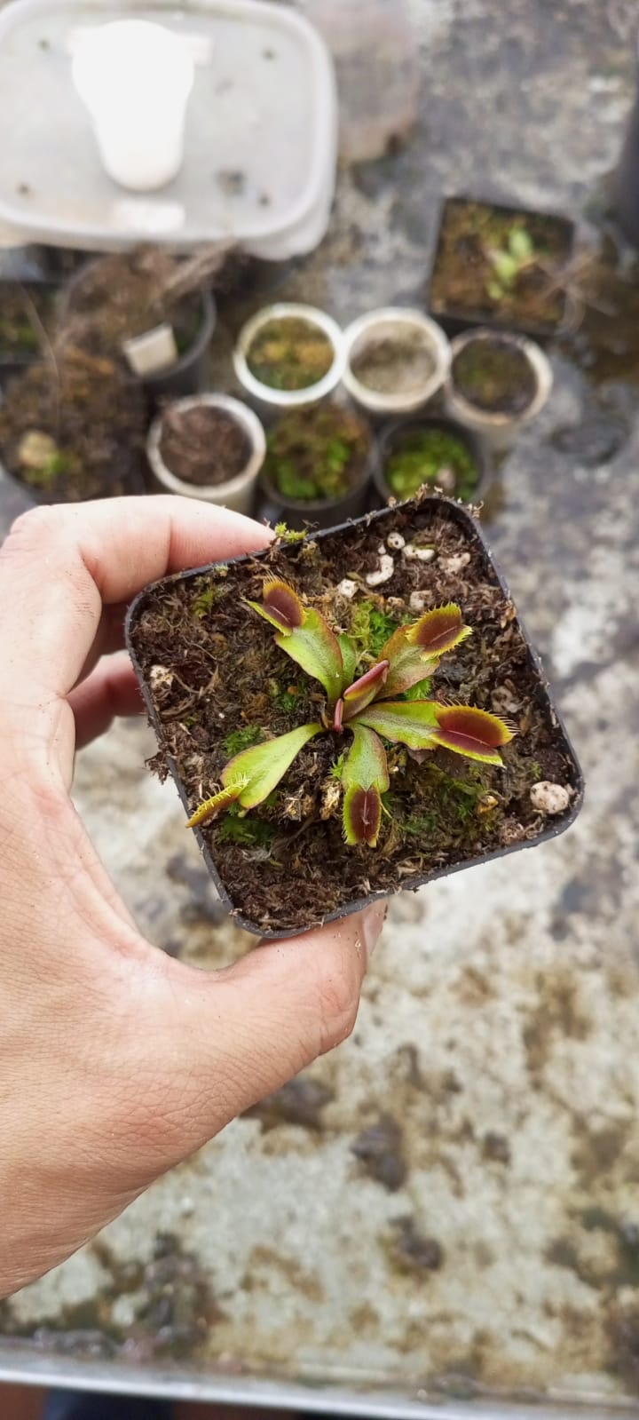 Vista 5 de PLANTA VENUS CARNÍVORA - TAMAÑO MATERA: P5 Cuadrada 5x5cm Planta Pequeña, TIPO DE PLANTA: Venus Verde Típica